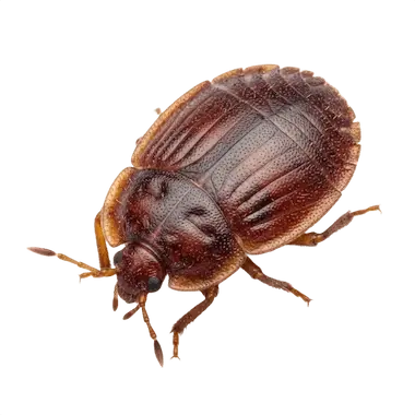 Bed Bugs Control
