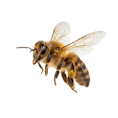 HoneyBee Control