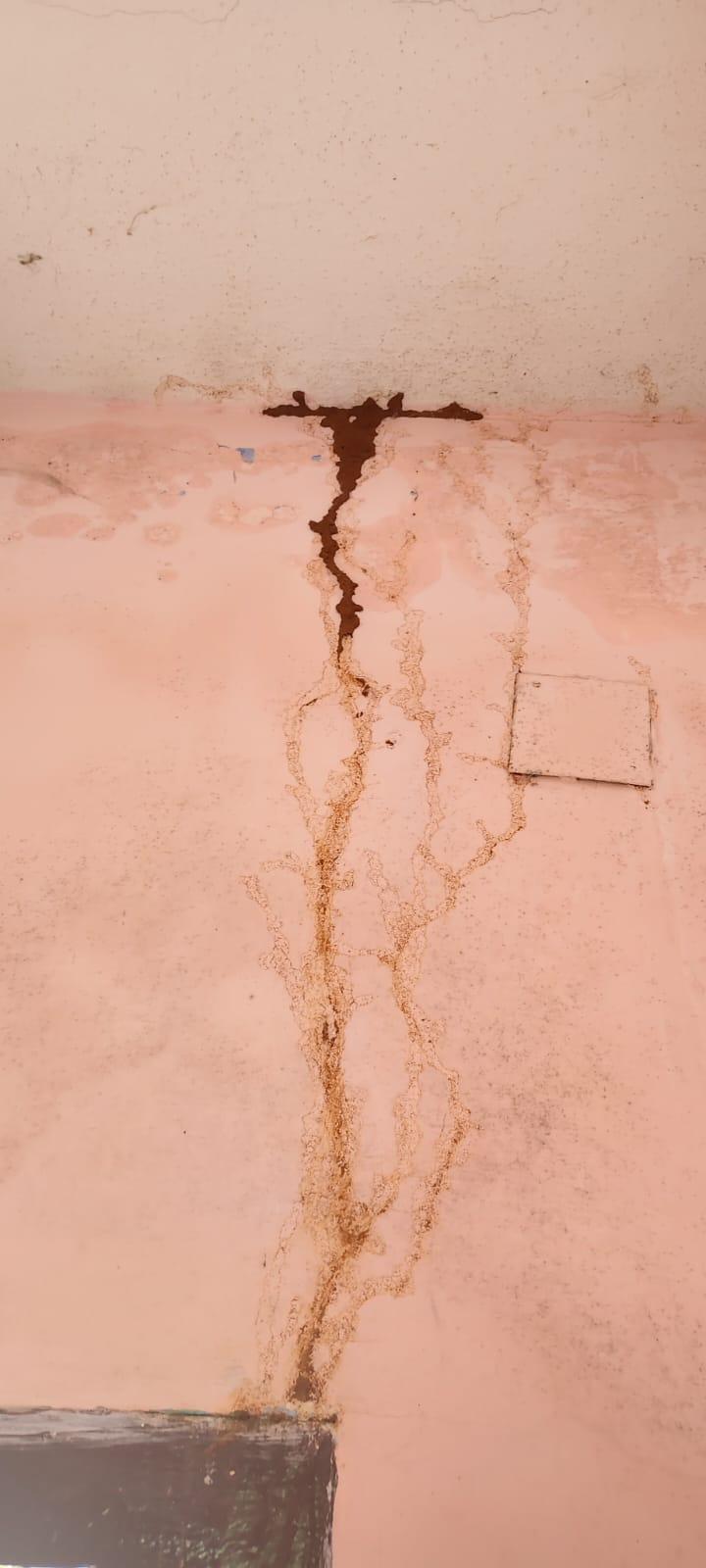 termites effect on house