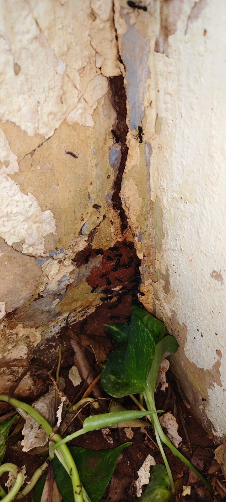 termites effect on house outside